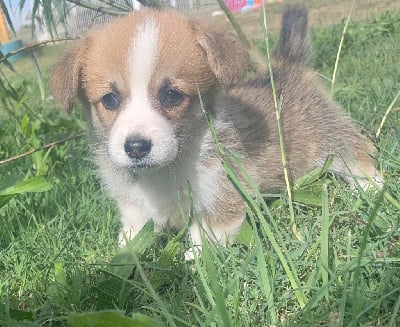 Les chiots de Welsh Corgi Pembroke