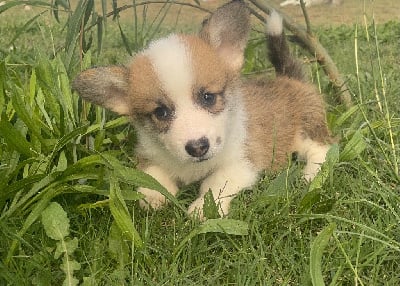 Les chiots de Welsh Corgi Pembroke