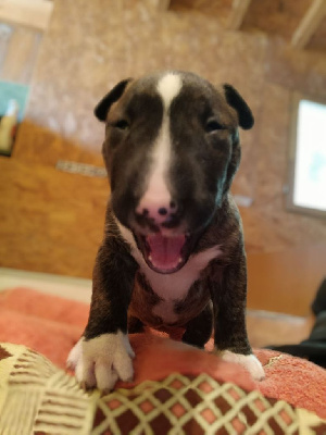 Les chiots de Bull Terrier Miniature