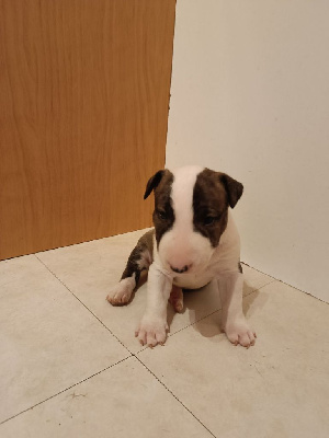 Les chiots de Bull Terrier Miniature