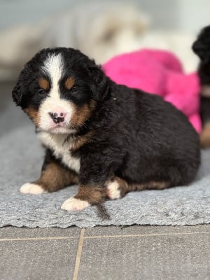 Les chiots de Bouvier Bernois