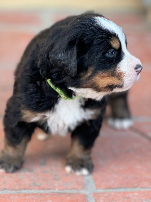 Les chiots de Bouvier Bernois