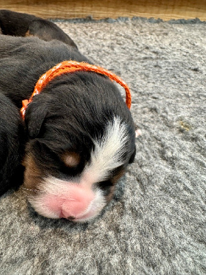 Les chiots de Bouvier Bernois