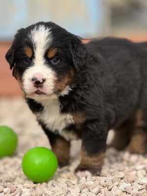 Les chiots de Bouvier Bernois