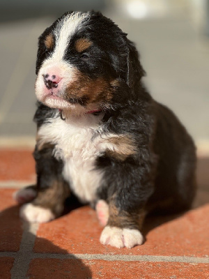 Les chiots de Bouvier Bernois