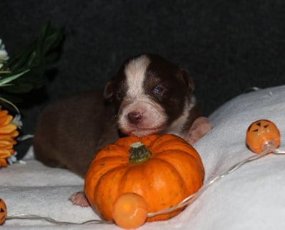 Les chiots de Berger Australien