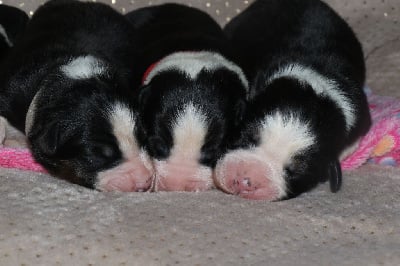 Les chiots de Berger Australien