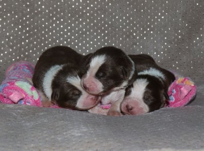 Les chiots de Berger Australien