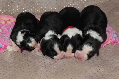 Les chiots de Berger Australien