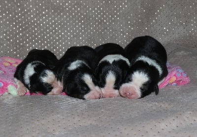 Les chiots de Berger Australien