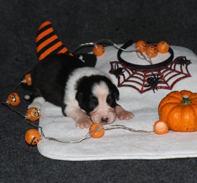 Les chiots de Berger Australien