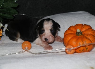 Les chiots de Berger Australien