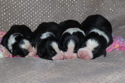 Les chiots de Berger Australien