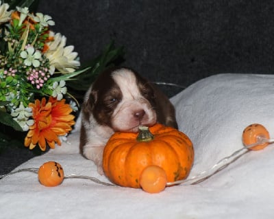 Les chiots de Berger Australien