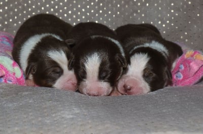 Les chiots de Berger Australien