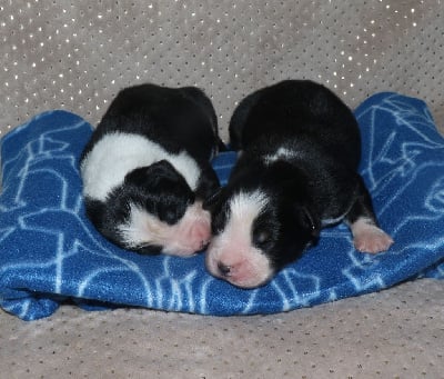 Les chiots de Berger Australien