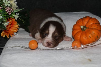 Les chiots de Berger Australien