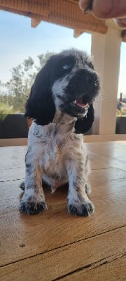 Les chiots de Cocker Spaniel Anglais