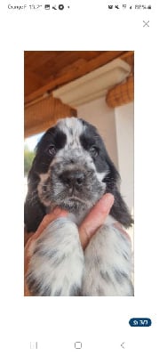 Les chiots de Cocker Spaniel Anglais