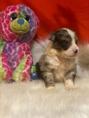 Les chiots de Berger Australien