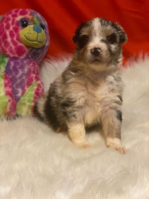 Les chiots de Berger Australien