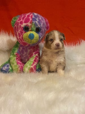 Les chiots de Berger Australien