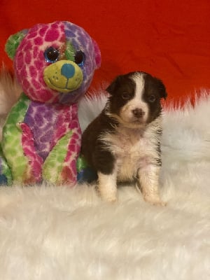 Les chiots de Berger Australien