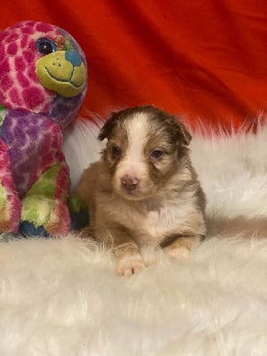 Les chiots de Berger Australien