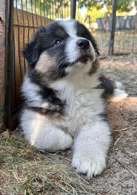 Les chiots de Berger Australien