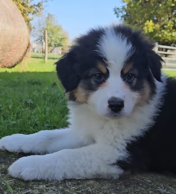 Les chiots de Berger Australien