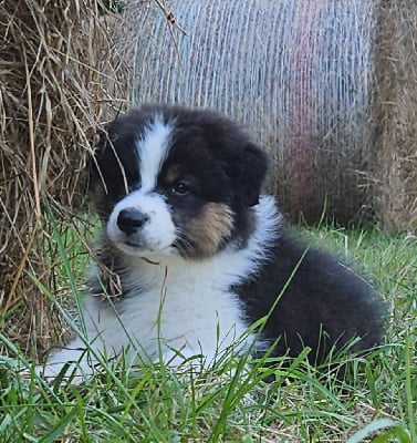 Les chiots de Berger Australien