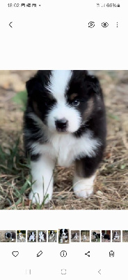 Les chiots de Berger Australien