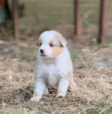 Les chiots de Berger Australien