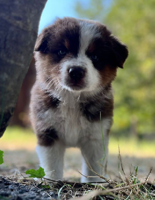 Les chiots de Berger Australien