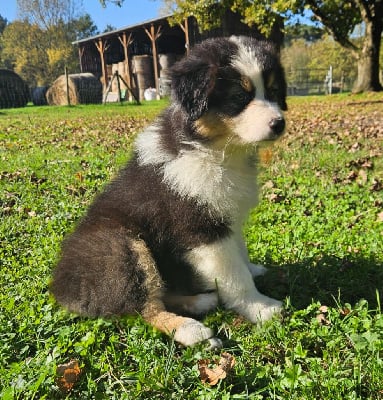 Les chiots de Berger Australien