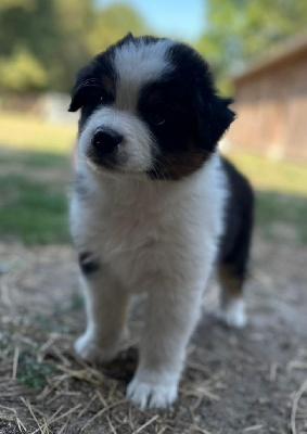 Les chiots de Berger Australien