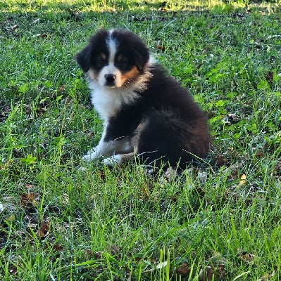 Les chiots de Berger Australien