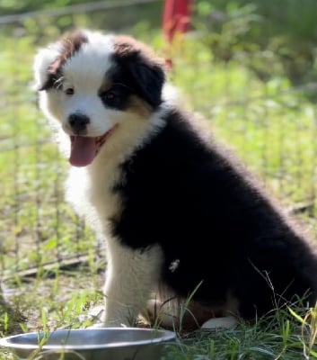 Les chiots de Berger Australien