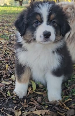 Les chiots de Berger Australien