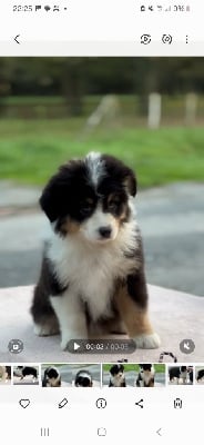 Les chiots de Berger Australien