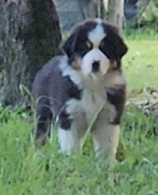 Les chiots de Berger Australien