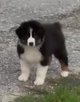 Les chiots de Berger Australien