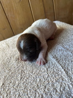 Les chiots de Epagneul Breton