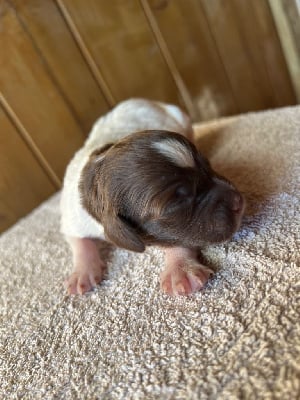 Les chiots de Epagneul Breton