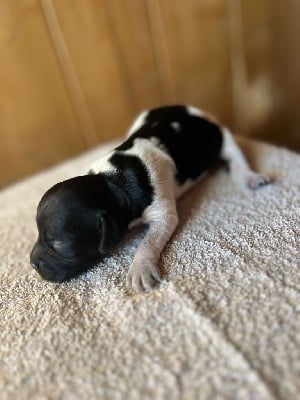 Les chiots de Epagneul Breton