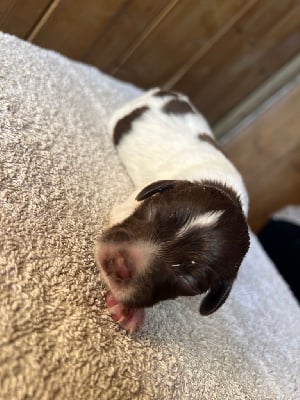 Les chiots de Epagneul Breton