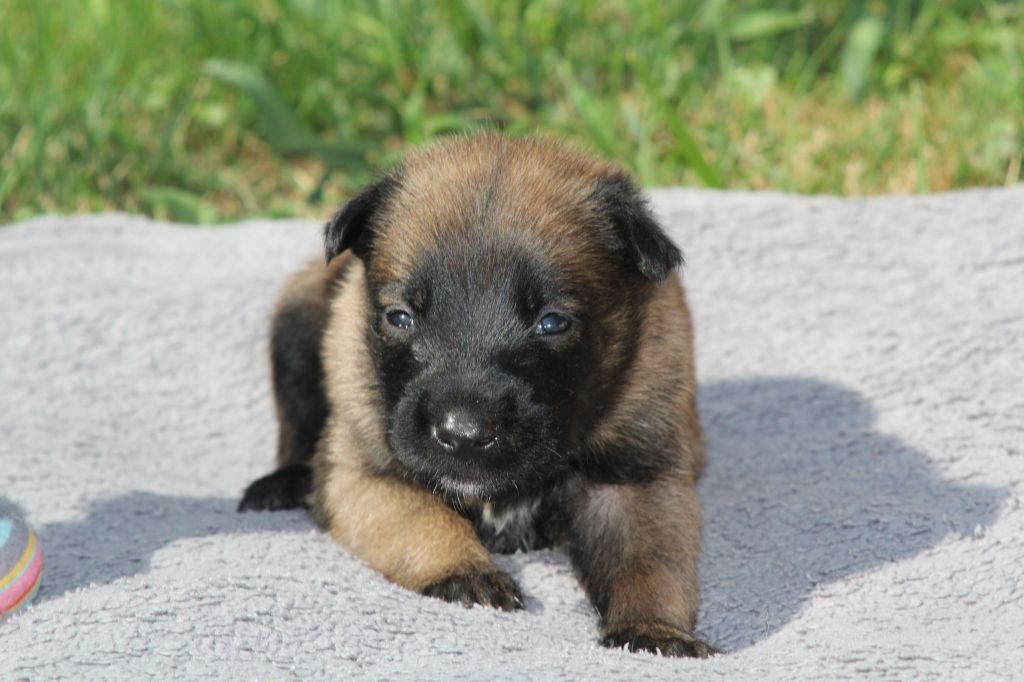 CHIOT 3 - Berger Belge