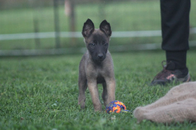 Les chiots de Berger Belge