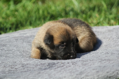 Les chiots de Berger Belge