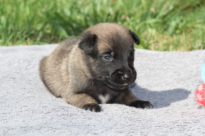 Les chiots de Berger Belge